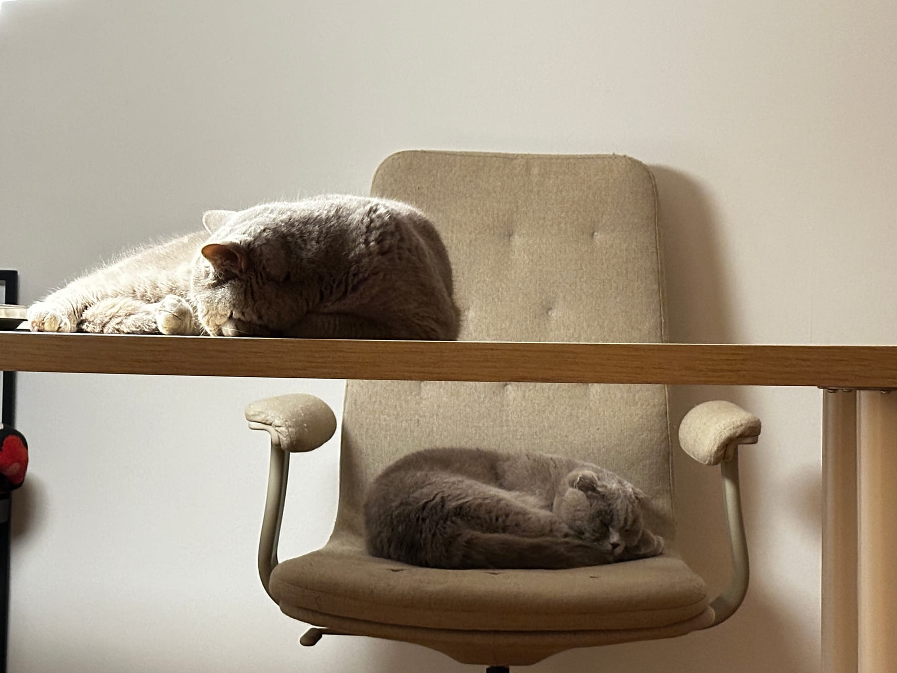 Photo of thea and luna in living room